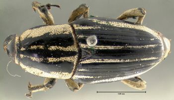 Media type: image;   Entomology 5202 Aspect: habitus dorsal view